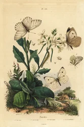 Blanca grande, Pieris brassicae 1, blanca pequeña, Pieris rapae 2, blanca de nervaduras verdes, Pieris napi 3, y blanca de venas negras, Aporia crataegi 4. Mariposas Pieridae