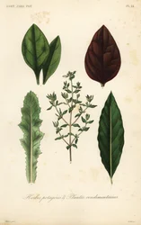Hortalizas y hierbas, Herbes potageres et plantes condimenteires