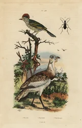 Sisón pardo pequeño, Eupodotis humilis, y picoagudo, Oxyruncus cristatus