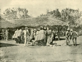 Cargando camellos, en una estación australiana, 1901