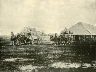 Cargando lana, Estación Warrawooh, Wimmera, 1901