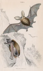 Murciélago orejudo Plectorus auritus, 1828