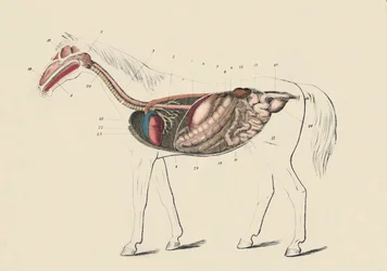 Sección longitudinal del caballo, c. 1879