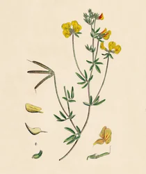 Lotus tenius. Trébol de aves delgadas, siglo XIX