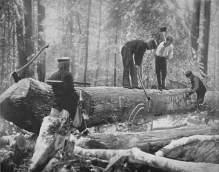 Explotación forestal en el río Ottawa, Canadá, c1897