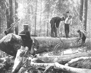 Explotación forestal en el río Ottawa, Canadá