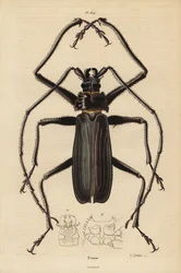 Escarabajo Macrotoma hayesii
