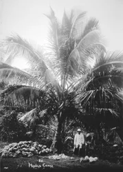 Haciendo copra, Islas Salomón, Fiyi, 1905