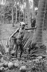 Malayo recolectando el vino dulce del árbol de toddy, 1922