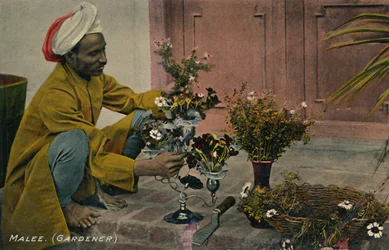 Malee. Jardinero, c1910
