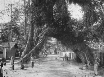 Pintoresca higuera vieja Ficus indica en la carretera Clombo-Galle cerca de Kalutara, 1926