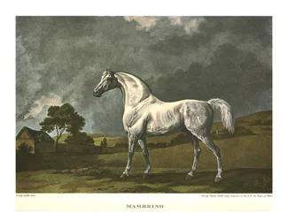 Mambrino, c1779