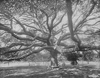 Roble Vivo Mamut, cerca de Jacksonville, Florida, c1897