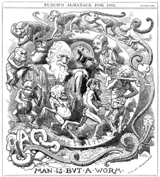 El hombre no es más que un gusano, caricatura de Punch mostrando la evolución de gusano a hombre, 1881