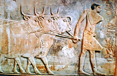 Hombre guiando ganado, relieve mural de la Tumba de Ptahhotep, Saqqara, Egipto, siglo XXIV a.C.