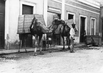 Hombre con camellos, Las Palmas, Gran Canaria, Islas Canarias, España