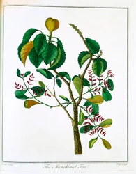 Árbol Manzanillo o Guayaba Venenosa