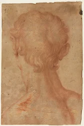 Cabeza de Hombre desde Atrás, siglo XVI