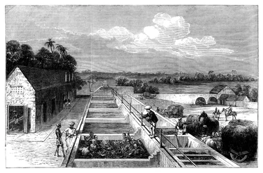 Fabricación de índigo en Tirhoot Muzaffarpur, Bajo Bengala, 1869
