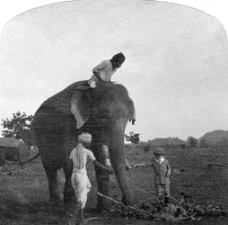 Maestro Ekbal alimentando a un elefante, India, década de 1900