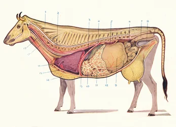 Sección media de una vaca, mostrando los principales órganos de la digestión, etc., ca. 1905 ca. 1910