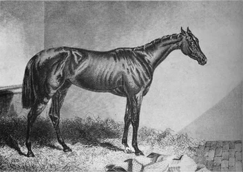 Mendigo, siglo XIX, 1911