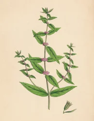 Mentha gracilis, var. genuina. Menta esbelta, siglo XIX