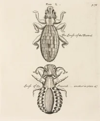 Microscopía