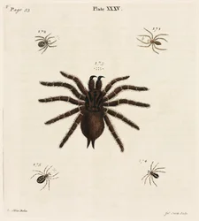 Microscopía
