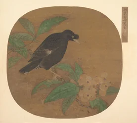 Pájaro Minah en una rama de níspero