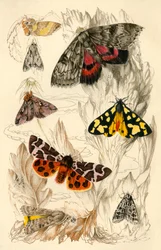 Polillas, siglo XIX