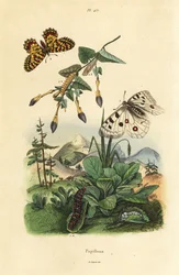 Mariposa Apollo de montaña, Parnassius apollo, y festón del sur, Zerynthia polyxena, larva y pupa