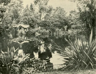 Jardines del Sr. Ryan, Monte Macedon, Victoria, 1901