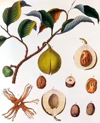 Myrsitica fragrans - nuez moscada