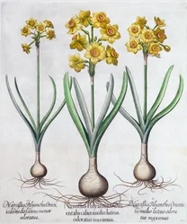 Narcisos, 1613