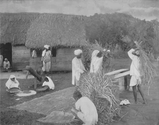 Trabajadores nativos preparando arroz en Jamaica, c1890