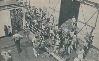 Nativos cargando bananas en Kingston, Jamaica, cantan salmos escoceses, 1937