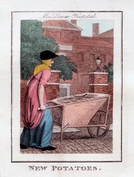 Papas Nuevas, Hospital Middlesex, Londres, 1805