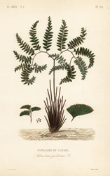 Helecho de doncella del norte, Adiantum pedatum