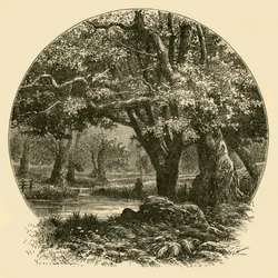 Robles en Bradgate, 1898