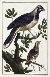 Aves tropicales: grajos de Cayena y cotinga de las Molucas