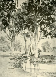 Viejos Gums, Mt. Crawford, Australia del Sur, 1901