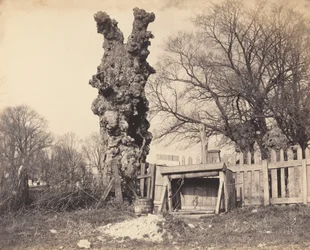 Árbol viejo cerca de Chatham, 1850s