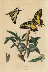 Macaón, Papilio machaon 1, y macaón escaso, Iphiclides podalirius 2, larva y pupa