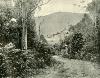 En el camino de Illawarra, N.S.W., 1901