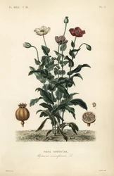 Amapola de opio