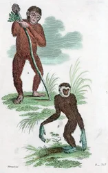 Orangután y Gibón, 1822