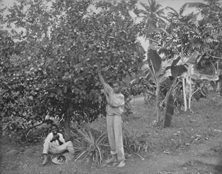 Recolección de naranjas en Jamaica, siglo XIX