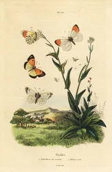 Mariposa punta de naranja, Anthocharis cardamines, pupa y oruga y Colotis phisadia phisadia