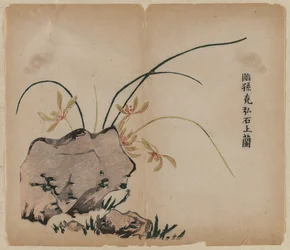 Orquídea en las rocas, siglo XVIII